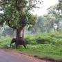 Inde - Eléphant sauvage