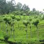 Inde - plantation de thé