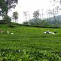 Inde - Plantation de thé
