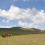 Kirghizistan - Chevaux en liberté