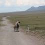 Kirghizistan - Je reprends la piste .. je double des chameaux. Rien à signaler.