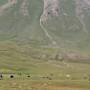 Kirghizistan - Je ne croise plus de village. Uniquement des yourtes de temps en temps.