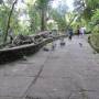 Indonésie - Singessssssss de la Sacred Monkey Forest