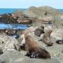 Nouvelle-Zélande - Kaikoura