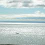 Canada - rorqual commun