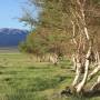 Mongolie - Des arbres !!!!! les 1ers en Mongolie!!! :)