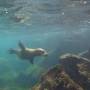 Newsletter 23 (Les Galapagos)
