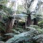 Nouvelle-Zélande - Foret de fougeres geantes ou "Silver Fern" symbole de la NZ