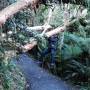 Nouvelle-Zélande - Foret de pluie (rain forest) et titi qui fait l