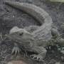 Nouvelle-Zélande - Le tuatara, fossile vivant comme ils l