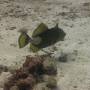 Thaïlande - Croisi&egrave;re plong&eacute;e et snorkeling 2 jours &icirc;les Similan