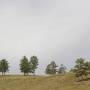 Mongolie - Plein Nord, .... enfin des arbres!