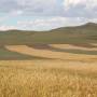 Mongolie - Étrange paysage strié. La région est le grenier à blé du pays.
