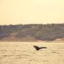 Canada - La baleine à bosse
