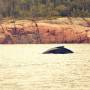 Canada - Baleine à bosse