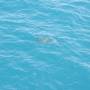 Australie - 