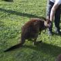 Australie - 