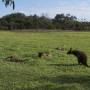 Australie - 