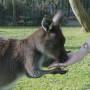 Australie - 