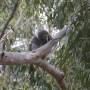 Australie - 