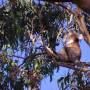 Australie - 