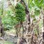Île de la Réunion - 