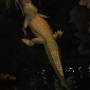 USA - Un croco albinos