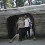 USA - un tunnel creuse dans un tronc de séquoia. Ca donne une idée de la taille