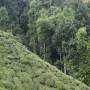 Darjeeling part 2 !