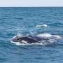 Argentine - Puerto Madryn - Baleines 6