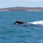 Argentine - Puerto Madryn - Baleines 8