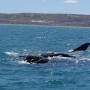 Argentine - Puerto Madryn - Baleines 9
