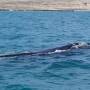 Argentine - Puerto Madryn - Baleines 11