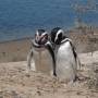 Argentine - Puerto Madryn - Pingouins 2