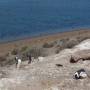 Argentine - Puerto Madryn - Pingouins 4