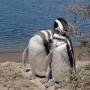 Argentine - Puerto Madryn - Pingouins 5