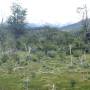 Argentine - Parc national "Tierra del Fuego" 10