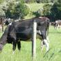Nouvelle-Zélande - Edendale-cows farm