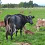 Nouvelle-Zélande - Edendale-cows farm