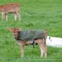 Nouvelle-Zélande - Edendale-cows farm