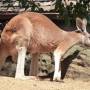 Australie - Toranga zoo