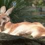 Australie - Toranga zoo
