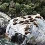 Jour 5 - Milford Sound