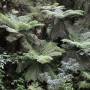 Jour 5 - Milford Sound