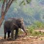 Thaïlande - Eléphant avec ces défenses