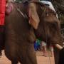 Festival des elephants de...