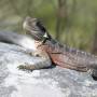 Australie - un lézard géant!