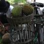 Indonésie - On achète un Durian à Malang
