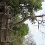 Cambodge - 