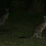 Australie - mission nocturne Kangourous